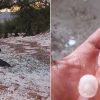 El granizo ha provocado daños en miles de hectáreas de campo extremeñas