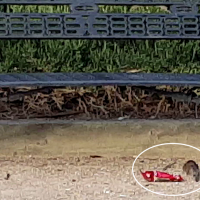 Las ratas campan a sus anchas por el Parque Bioclimático y aún ni es verano