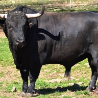 Coria da a conocer los hierros de las ganaderías para San Juan 2018