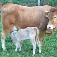 La cabra retinta extremeña ya es, oficialmente, raza autóctona
