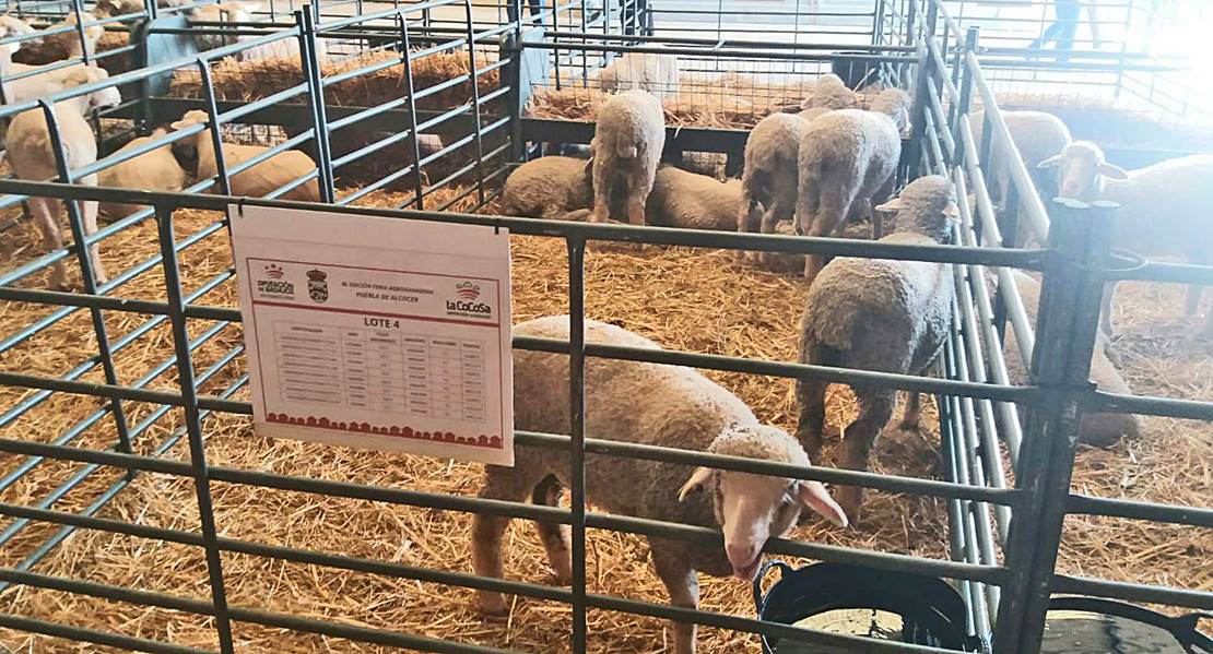 260 cabezas de ganado se subastarán en la VIII Feria Ganadera y Agroturística de La Siberia