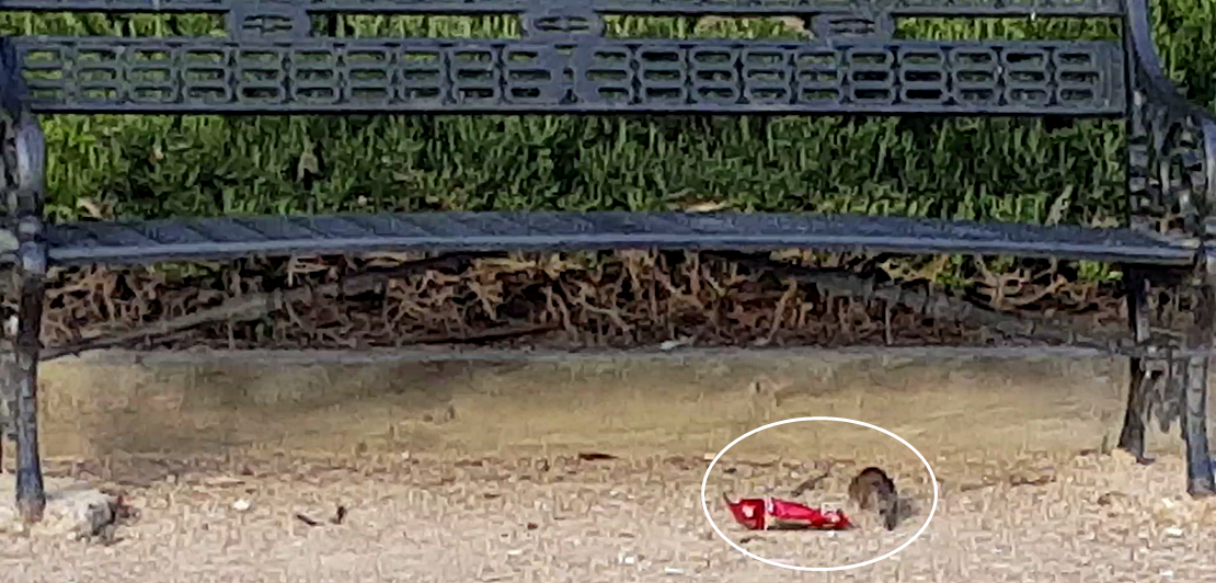 Las ratas campan a sus anchas por el Parque Bioclimático y aún ni es verano