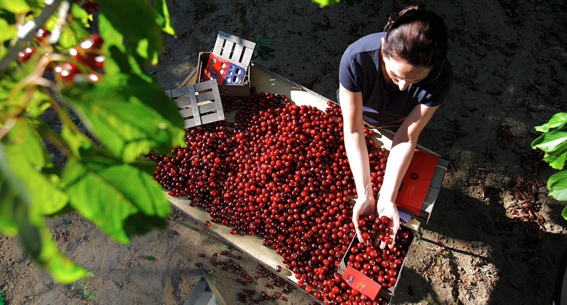 ‘La Cerecera’, una inmersión en el mundo de la cereza del Jerte