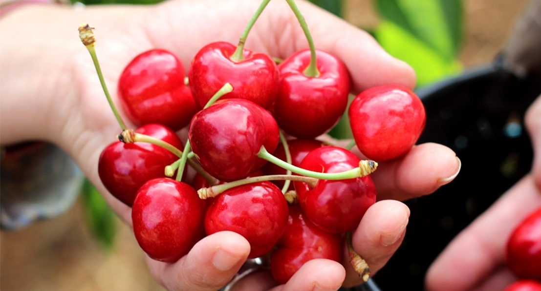 ‘La Cerecera’, una inmersión en el mundo de la cereza del Jerte