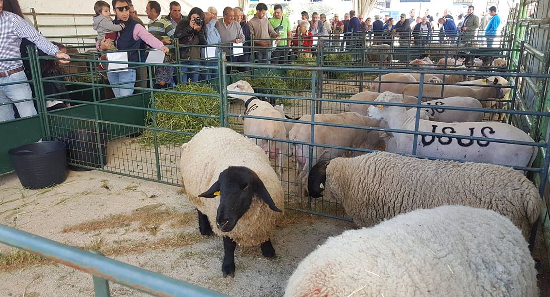 Valencia de Alcántara inaugura la I exposición ganadera en San Isidro