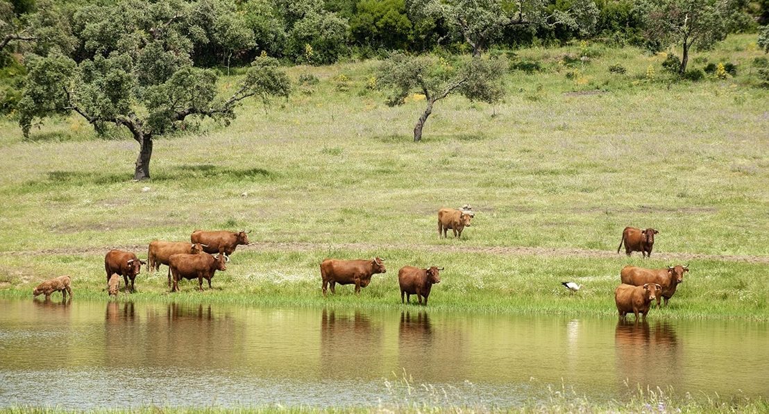 Ternera de Extremadura estrena reglamento y saborea su éxito del 2017