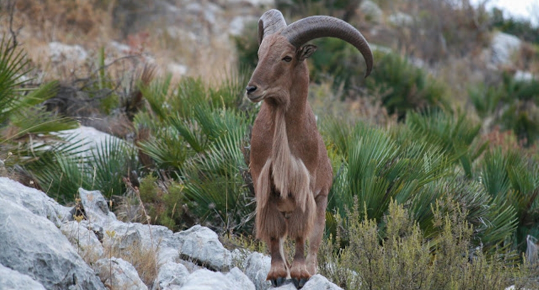 Campaña de Ecologistas Extremadura contra la presencia del arruí