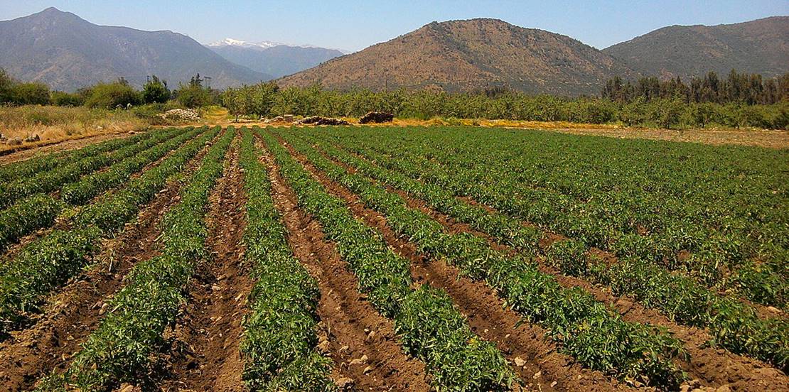 Agricultores de Don Benito utilizarán la mensajería instantánea para prevenir los robos en el campo