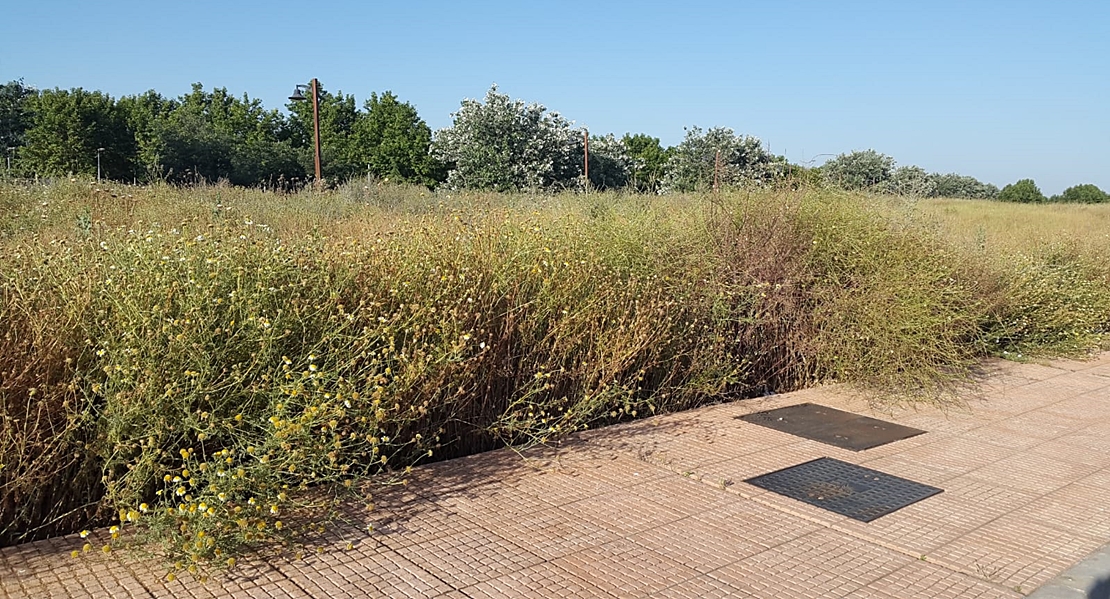 Ciudadanos Almendralejo considera peligroso el retraso en el desbroce de las parcelas