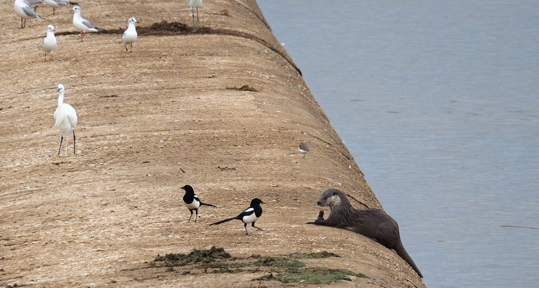 Rodríguez Amado: “La nutria capturada en Badajoz debe ser devuelta al río Guadiana”