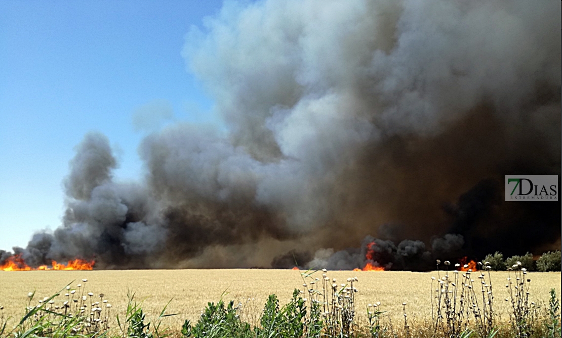 Arden 14 hectáreas de trigo en Guadiana del Caudillo (Badajoz)