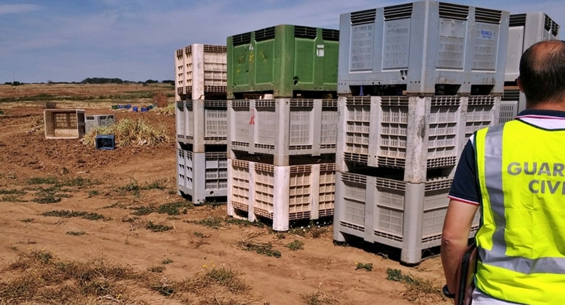 Descubren a un niño de 8 años y a tres menores más trabajando en la recogida de ajos, y a decenas de adultos sin contrato