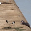 Rodríguez Amado: “La nutria capturada en Badajoz debe ser devuelta al río Guadiana”