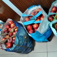 Dos vecinos de Badajoz, detenidos con 100 kilogramos de fruta robada