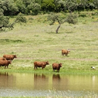 Ternera de Extremadura estrena reglamento y saborea su éxito del 2017