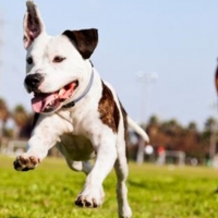 Convivencia solidaria de batallón perruno