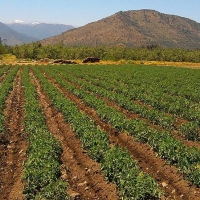 Agricultores de Don Benito utilizarán mensajería instantánea para prevenir robos