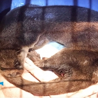 La Policía Local salva a una nutria perseguida por las calles de Badajoz