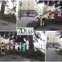 Cortado el tráfico de la rotonda de Puerta de Palmas durante una hora