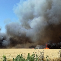 Arden 14 hectáreas de trigo en Guadiana del Caudillo (Badajoz)