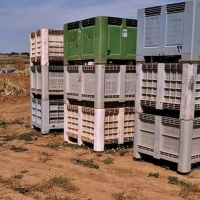 Descubren a un niño de 8 años y a tres menores más trabajando en la recogida de ajos