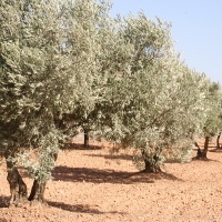 Ayudas para modernizar los olivares