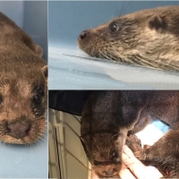 La nutria capturada en las calles de Badajoz no volverá a Puerta Palmas