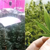 La Policía detiene a una pareja por cultivo y venta de marihuana