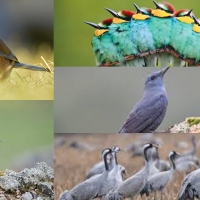 Extremadura promociona su oferta ornitológica en Madbird-Feria