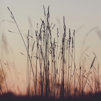 El plazo para la limpieza de solares y parcelas en Llerena está a punto de concluir