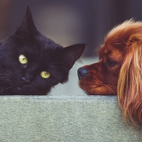 Jornada sobre el abandono y maltrato animal en Guareña