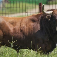 Sanjuanes de Coria: El toro ‘Garagrito’ cornea gravemente en el pecho a un hombre