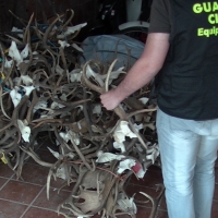 Roban en Cáceres 500 kilos de cuernos de ciervo y gamo para el mercado chino