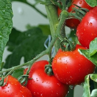 El tomate extremeño viajará hasta Grecia