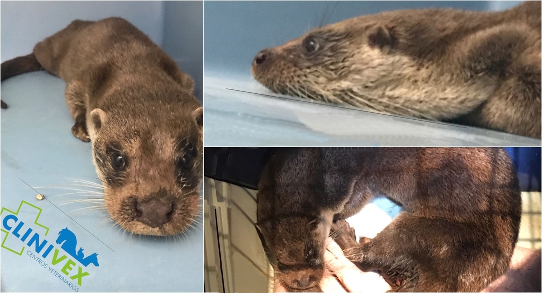 La nutria capturada en las calles de Badajoz no volverá a Puerta Palmas