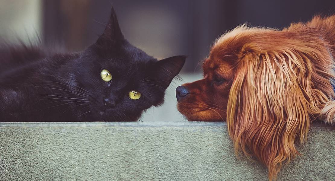 Una jornada sobre el abandono y maltrato animal en Guareña
