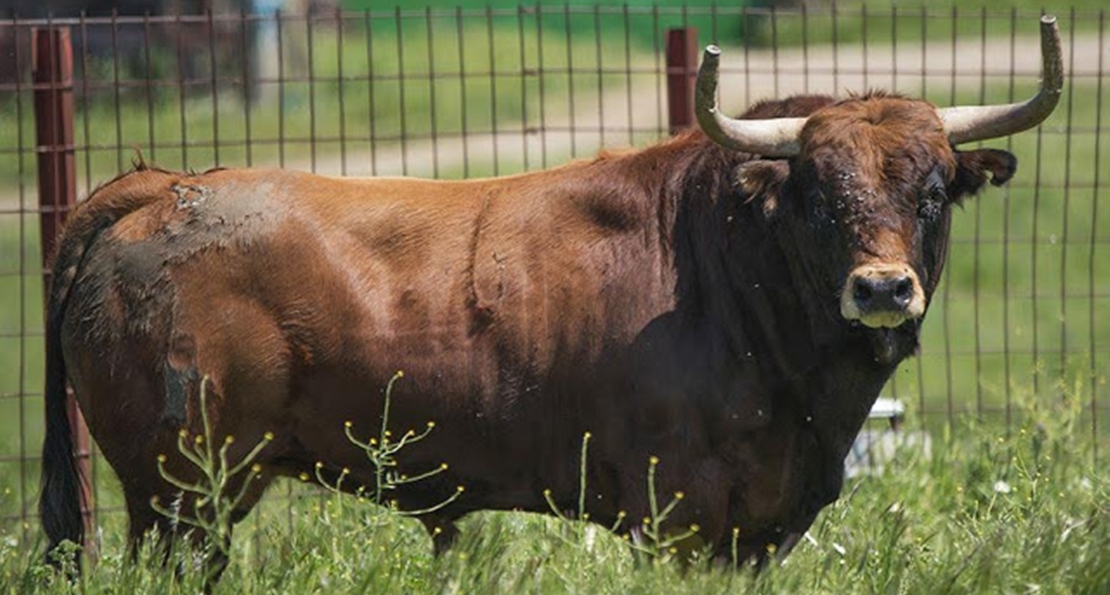 El toro ‘Garagrito’ deja cuatro heridos, uno de ellos grave, en Coria