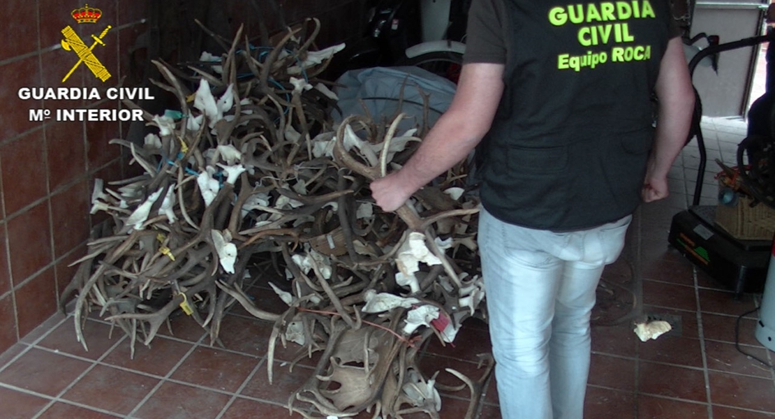 Roban en Cáceres 500 kilos de cuernos de ciervo y de gamo para el mercado chino