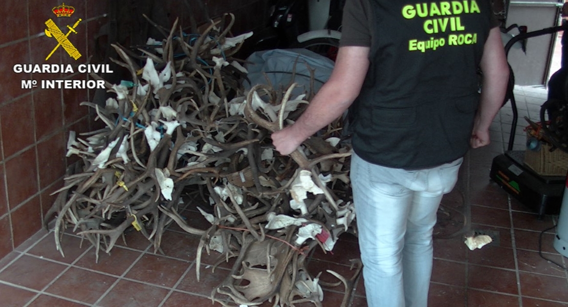 Roban en Cáceres 500 kilos de cuernos de ciervo y gamo para el mercado chino