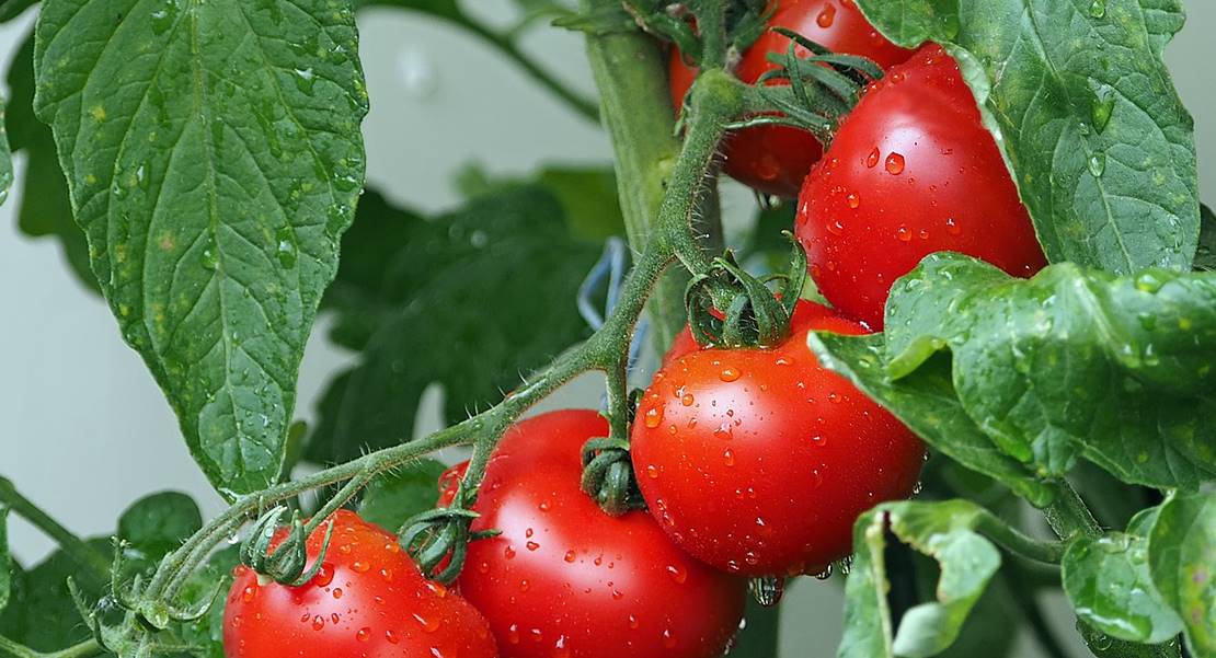 El tomate extremeño viajará hasta Grecia