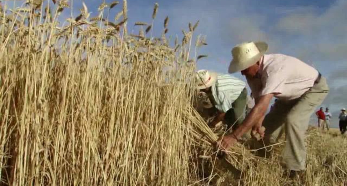 Acusan a la Junta de querer que los agricultores vuelvan a segar con hoces