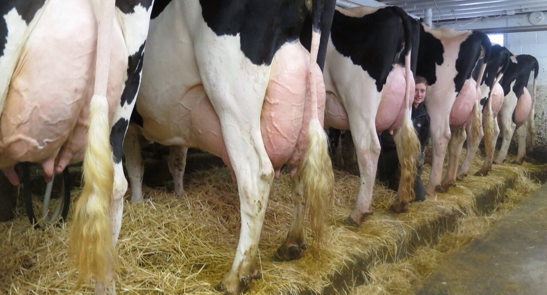 UPA reclama que los ganaderos puedan vender de leche cruda al público