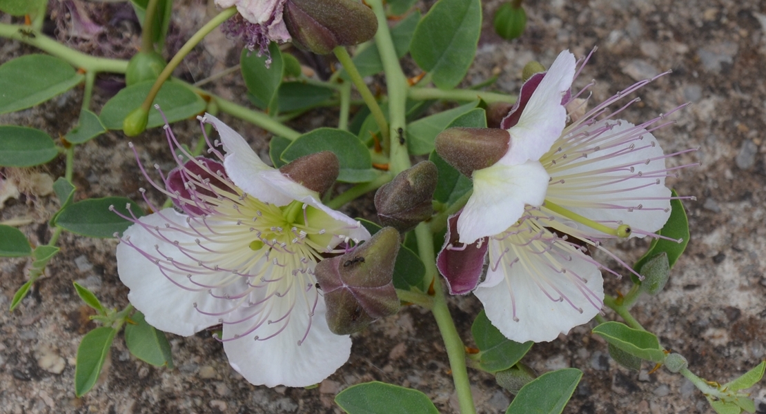 Cáceres elige su flor del mes