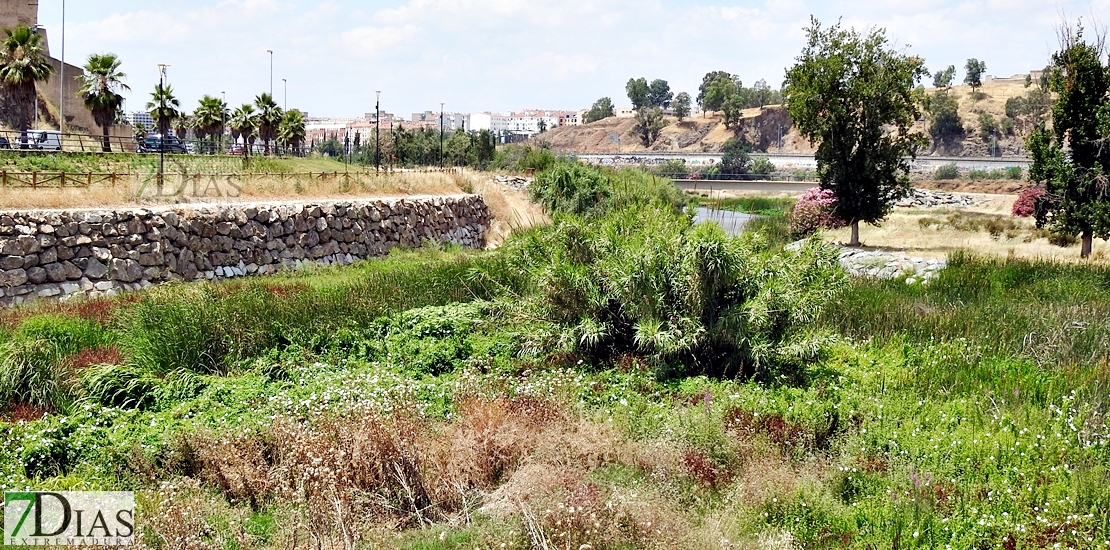 El salvaje estado que ofrece el Rivillas a su paso por Badajoz