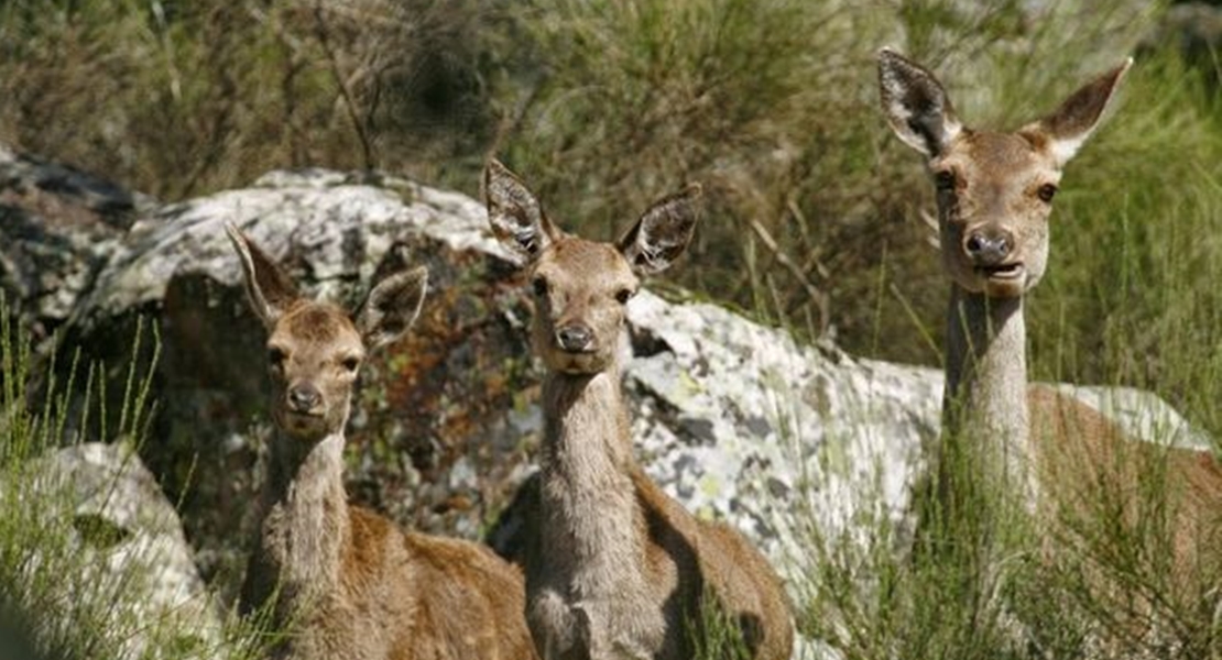 El Patronato de Monfragüe propone la caza selectiva de ciervos y otros ungulados