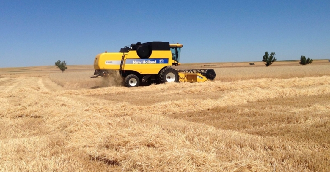 Acusan a la Junta de arruinar el campo protegiendo al cereal como si fuese bosque