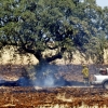 Los bomberos del CEPEI y del INFOEX actúan en un incendio en la Albuera