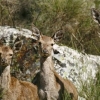 El Patronato de Monfragüe propone la caza selectiva de ciervos y otros ungulados