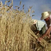 Acusan a la Junta de querer que los agricultores vuelvan a segar con hoces