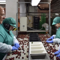 Monago reclama internacionalizar el sector de la cereza